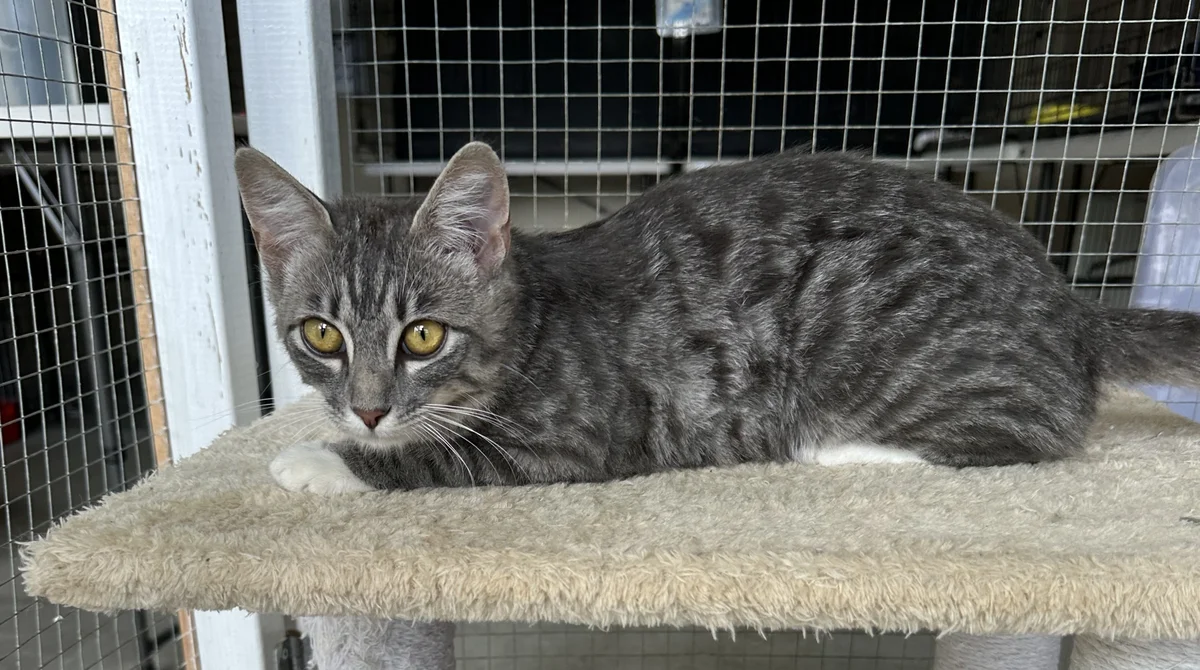 Gallery image: Tinsel