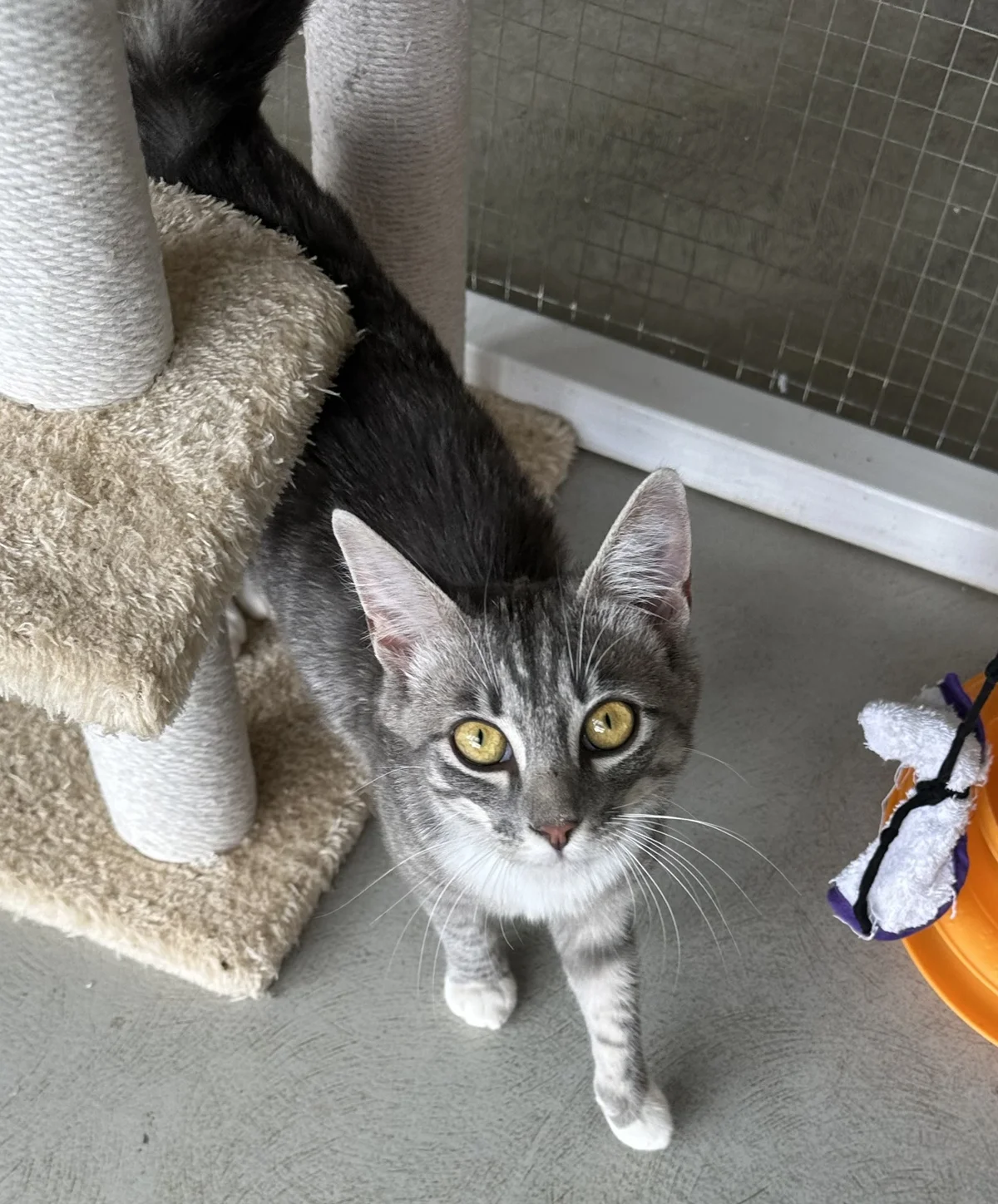 Gallery image: Tinsel