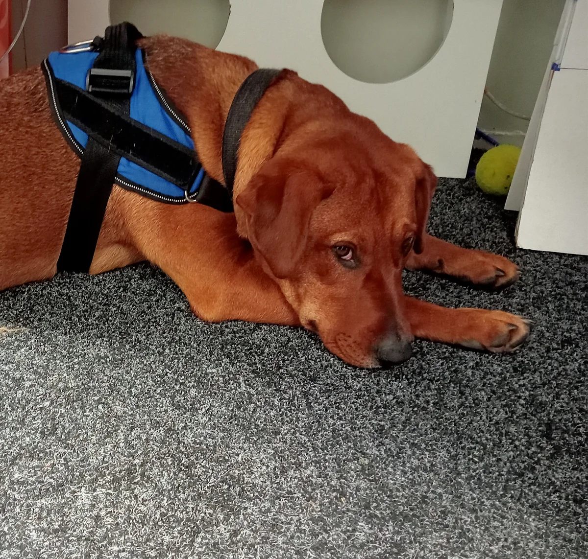 Gallery image: Sae-Dee