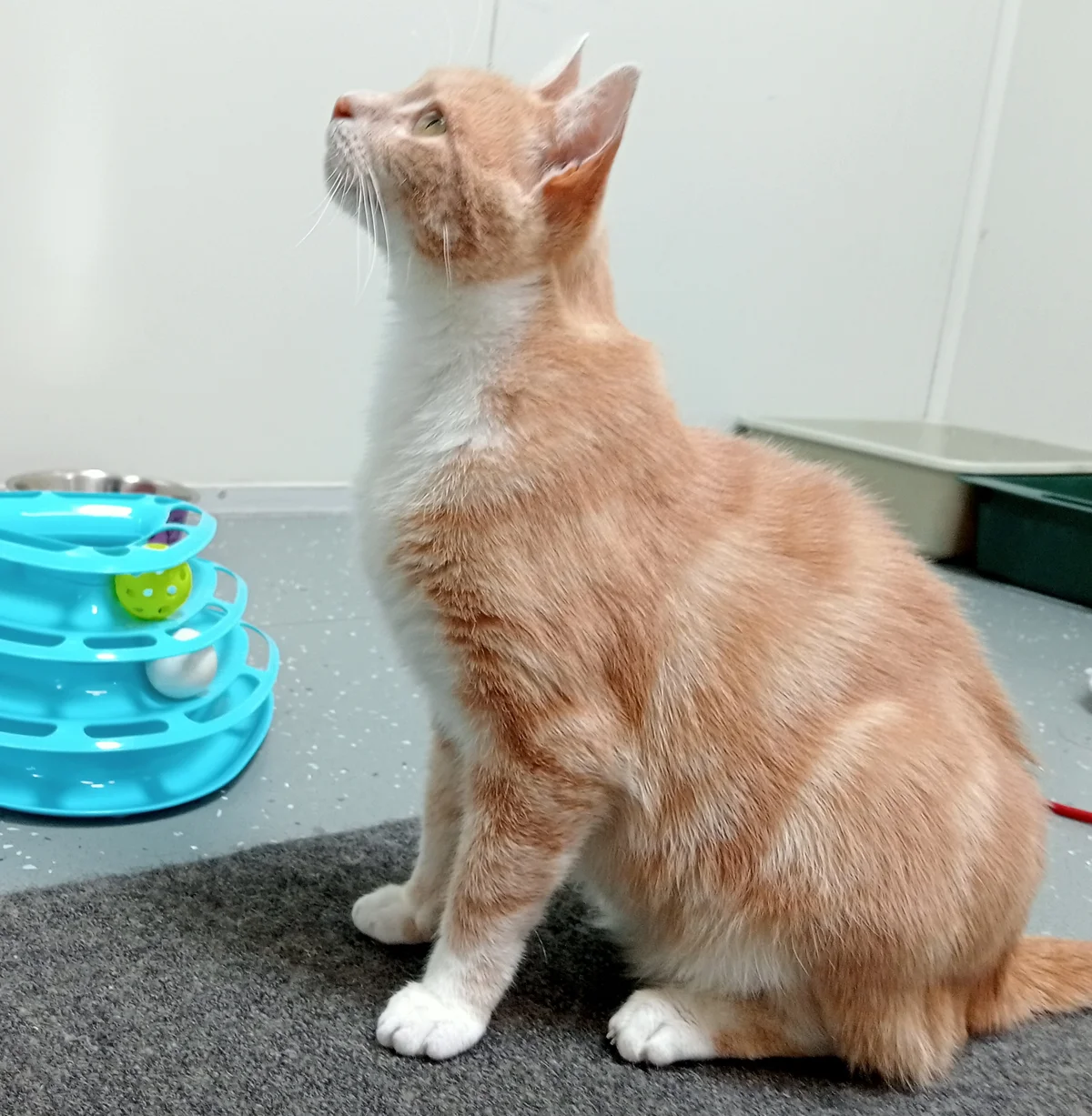 Gallery image: Butters