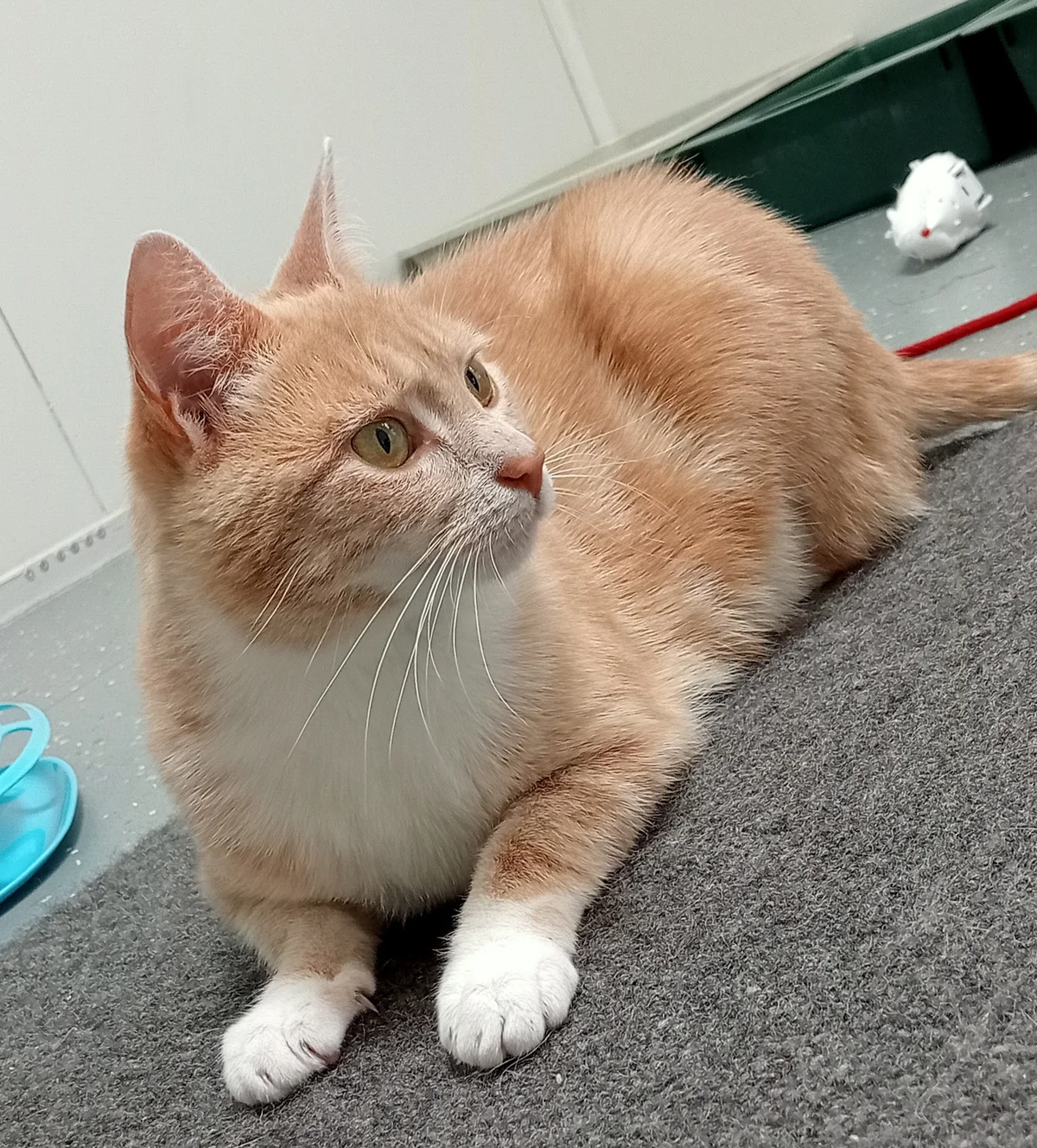 Gallery image: Butters