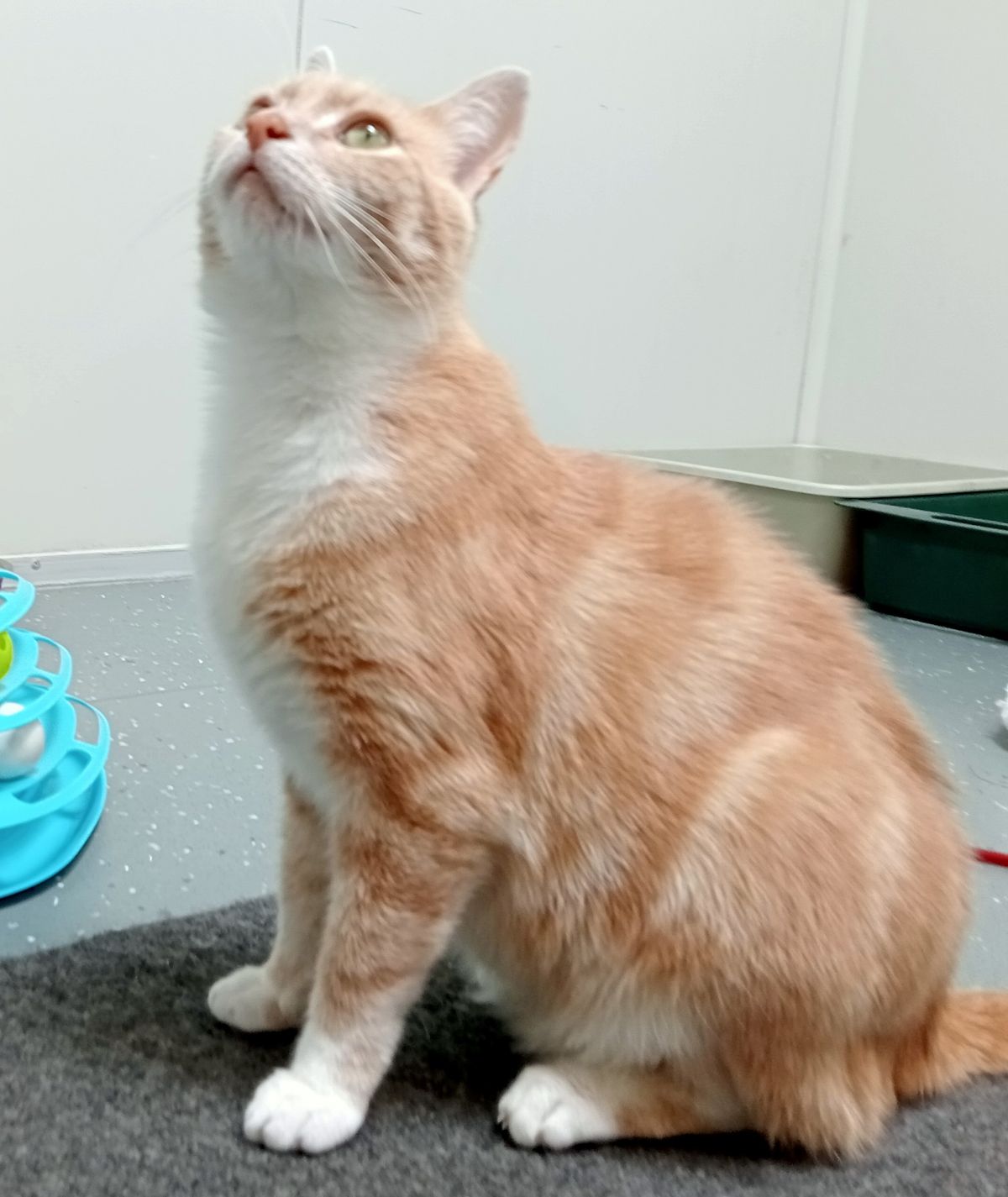 Gallery image: Butters