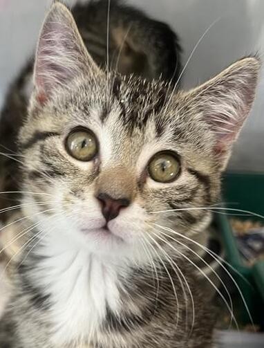 Cupcake - Domestic Short Hair