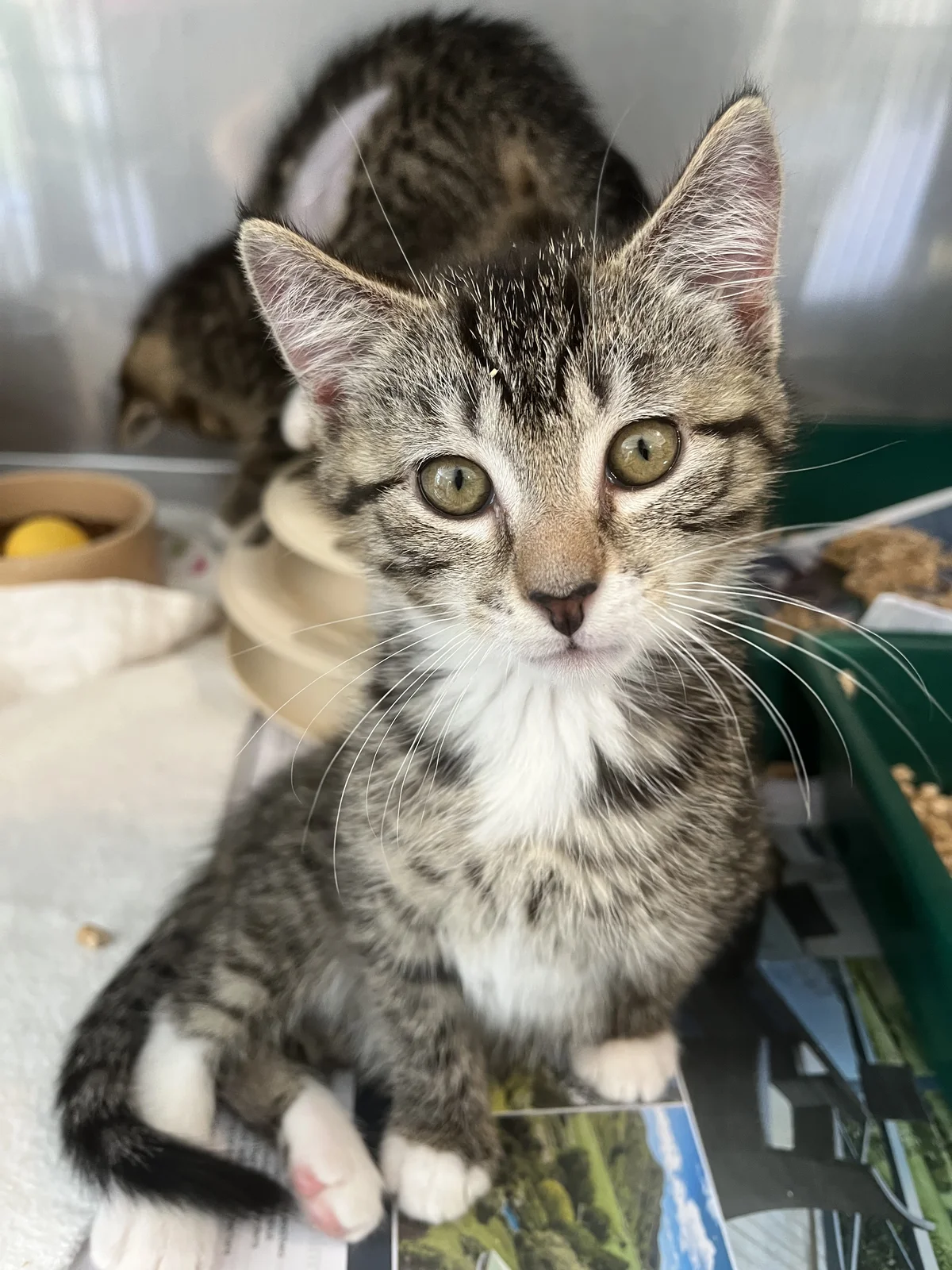 Gallery image: Cupcake