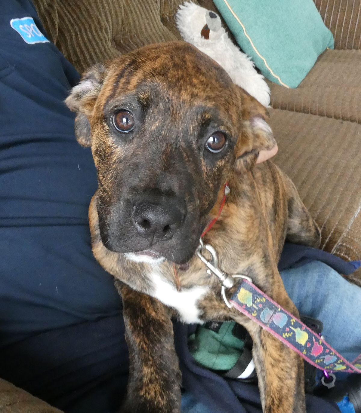 Gallery image: Starlet