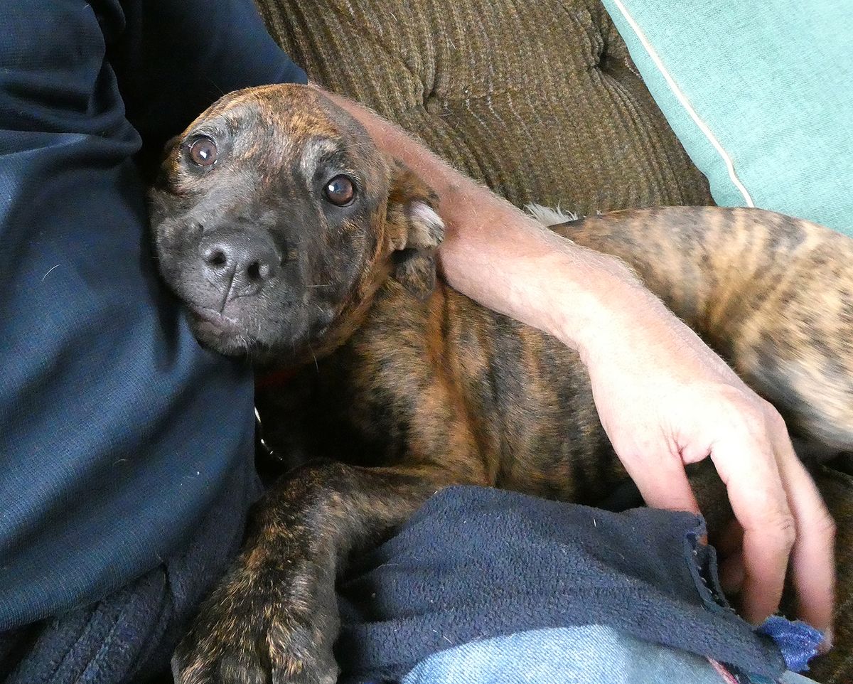 Gallery image: Starlet