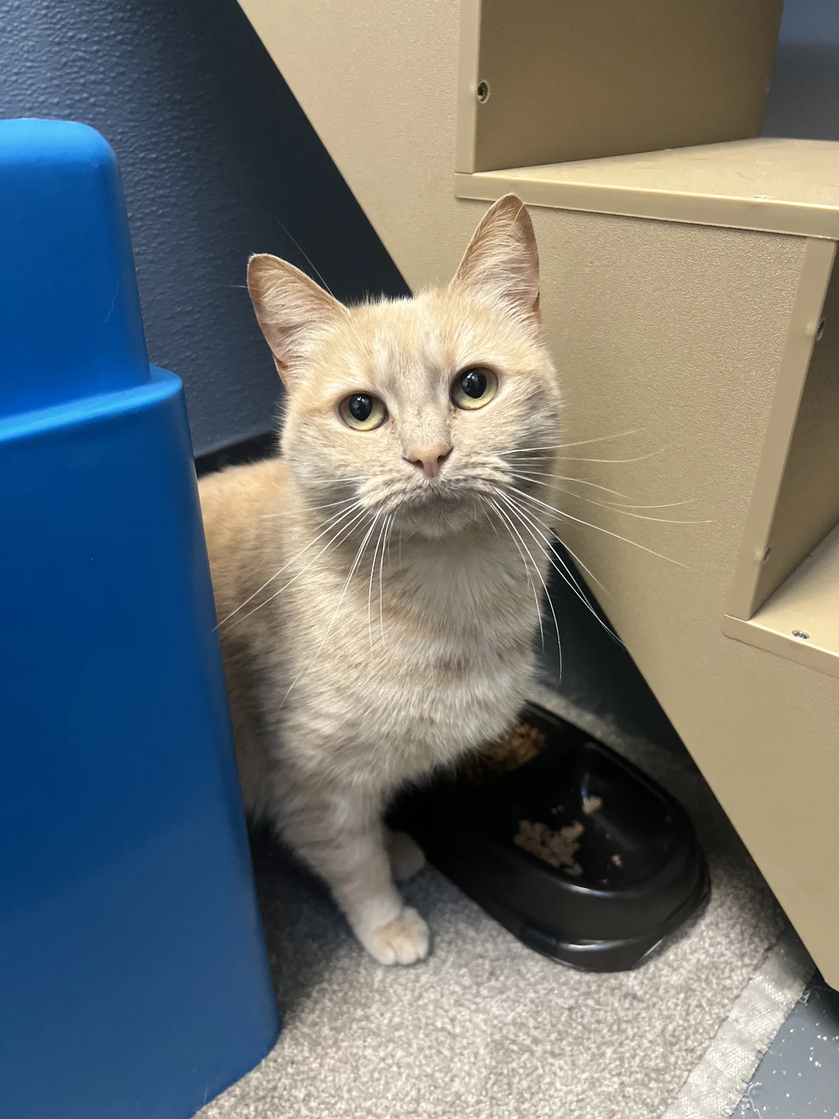 Gallery image: Ginger