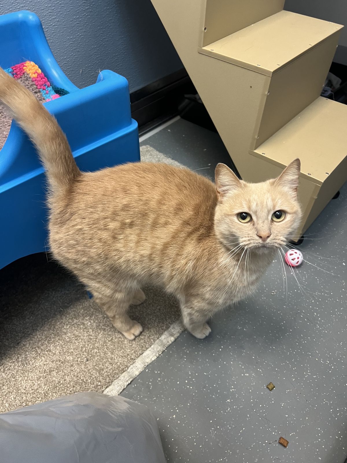 Gallery image: Ginger