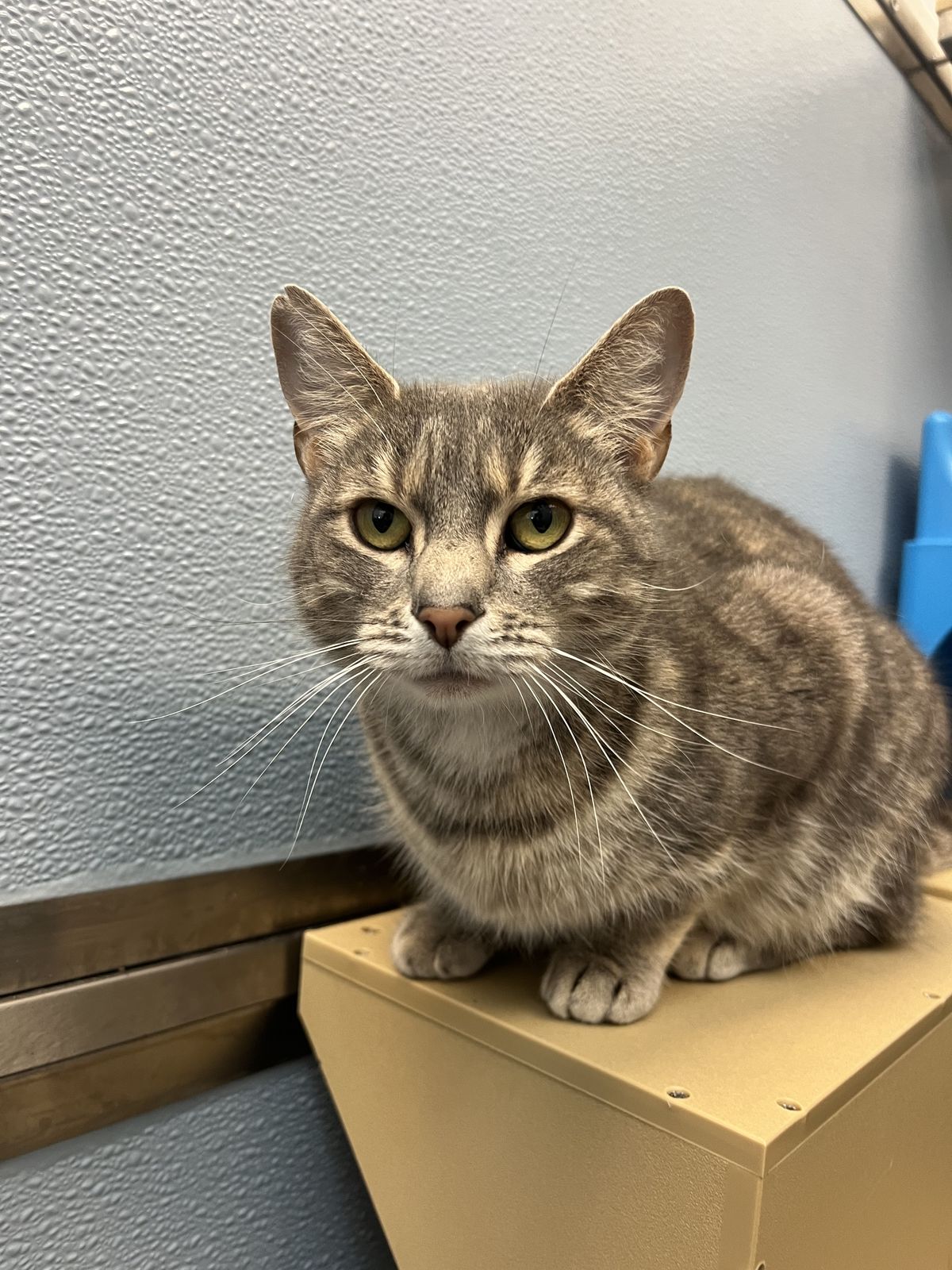 Gallery image: Felix