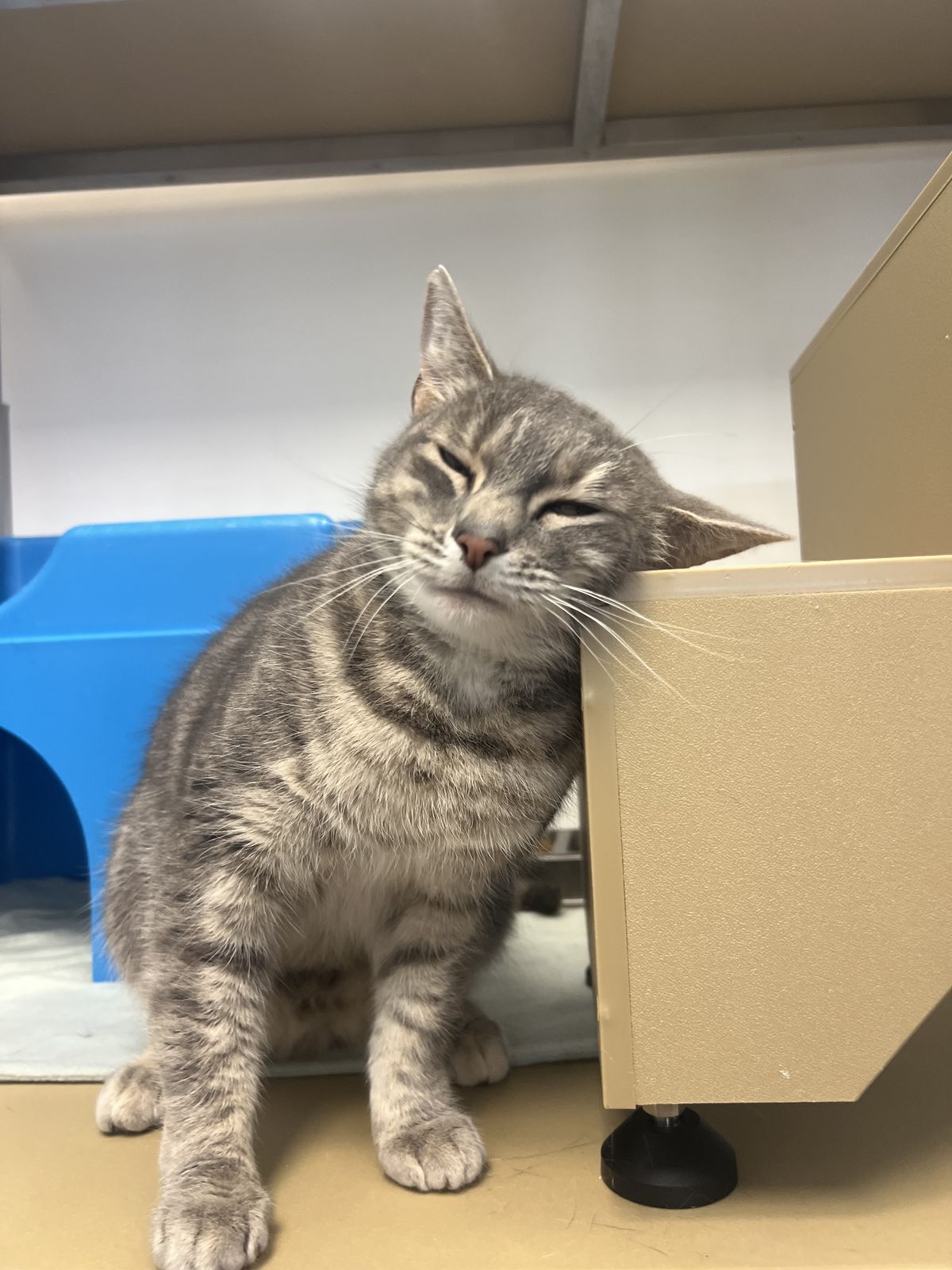 Gallery image: Felix