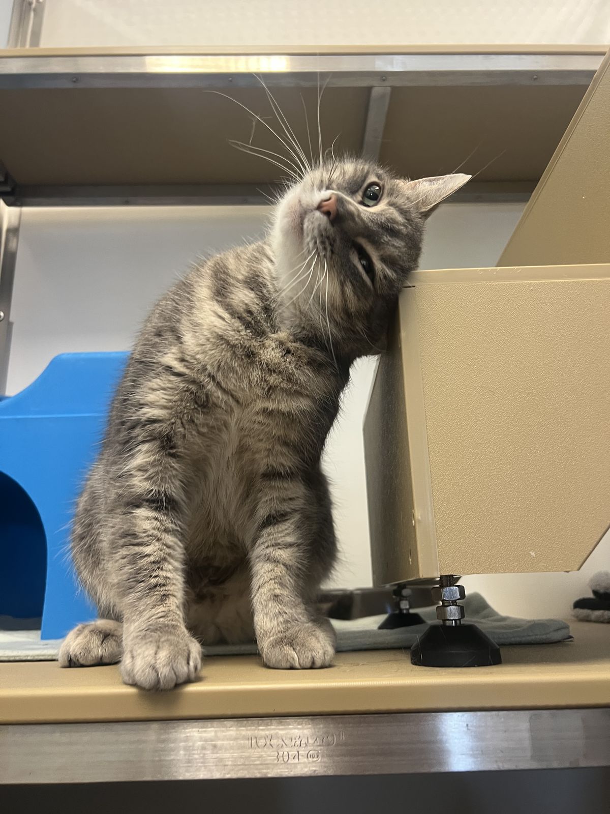 Gallery image: Felix