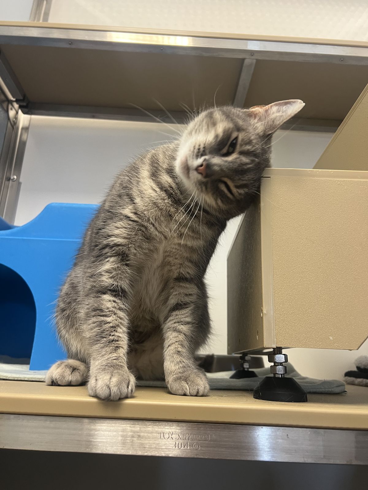 Gallery image: Felix