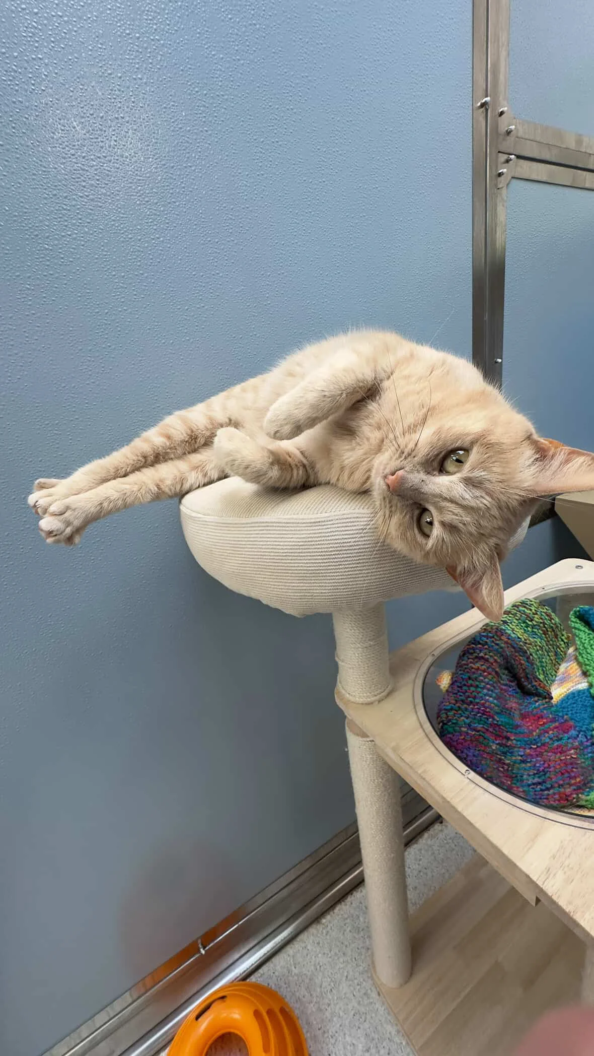 Gallery image: Ginger