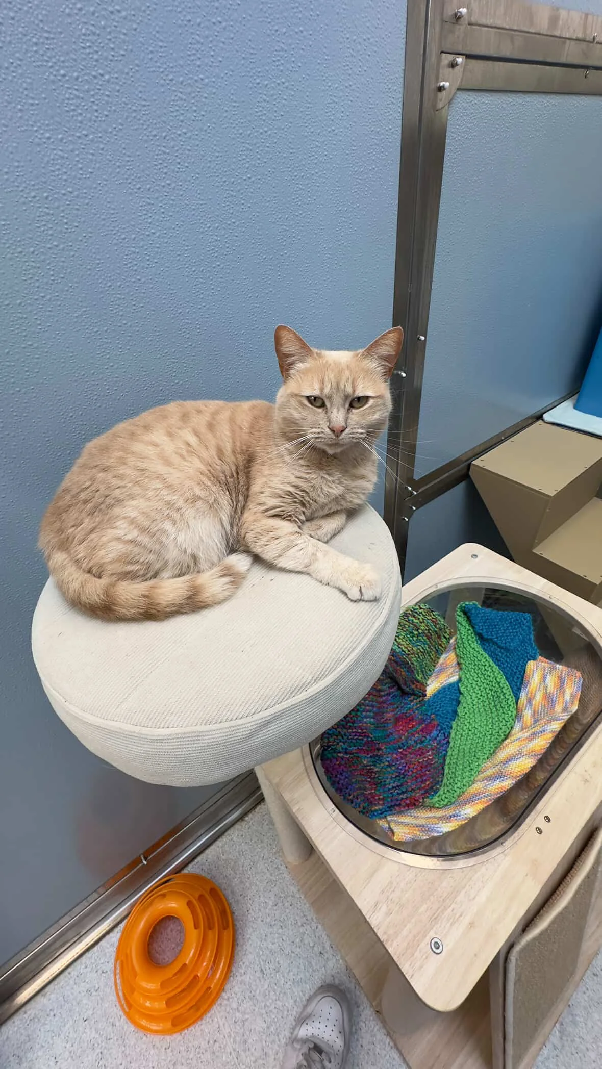 Gallery image: Ginger