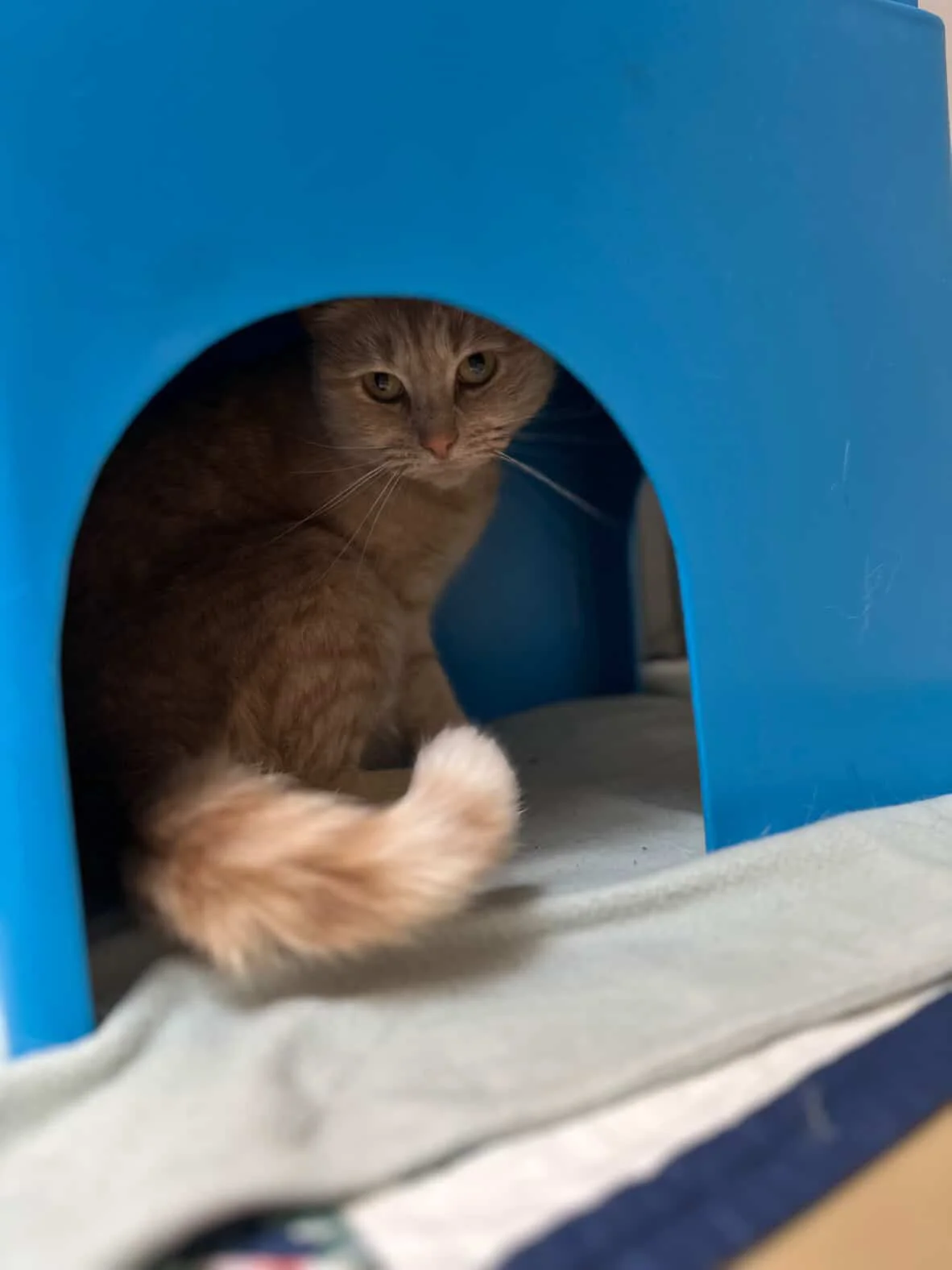 Gallery image: Ginger