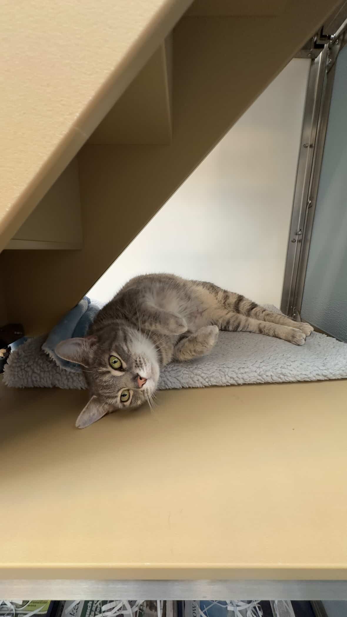 Gallery image: Felix