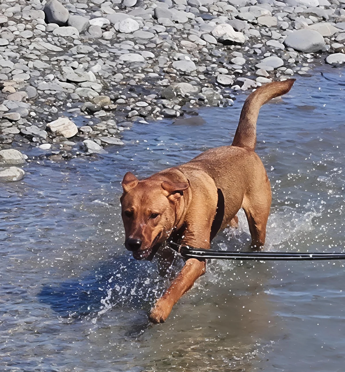 Gallery image: Sae-Dee