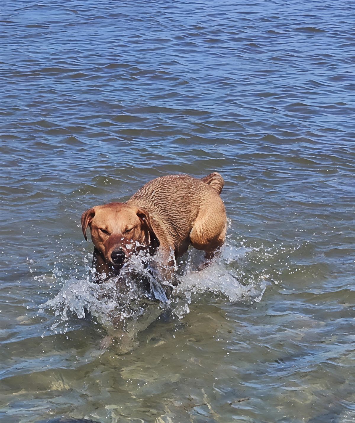 Gallery image: Sae-Dee