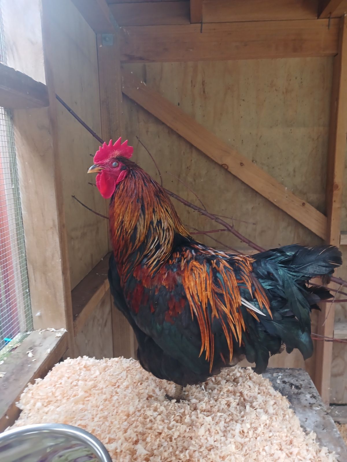 Gallery image: Tyranosaurus Pex