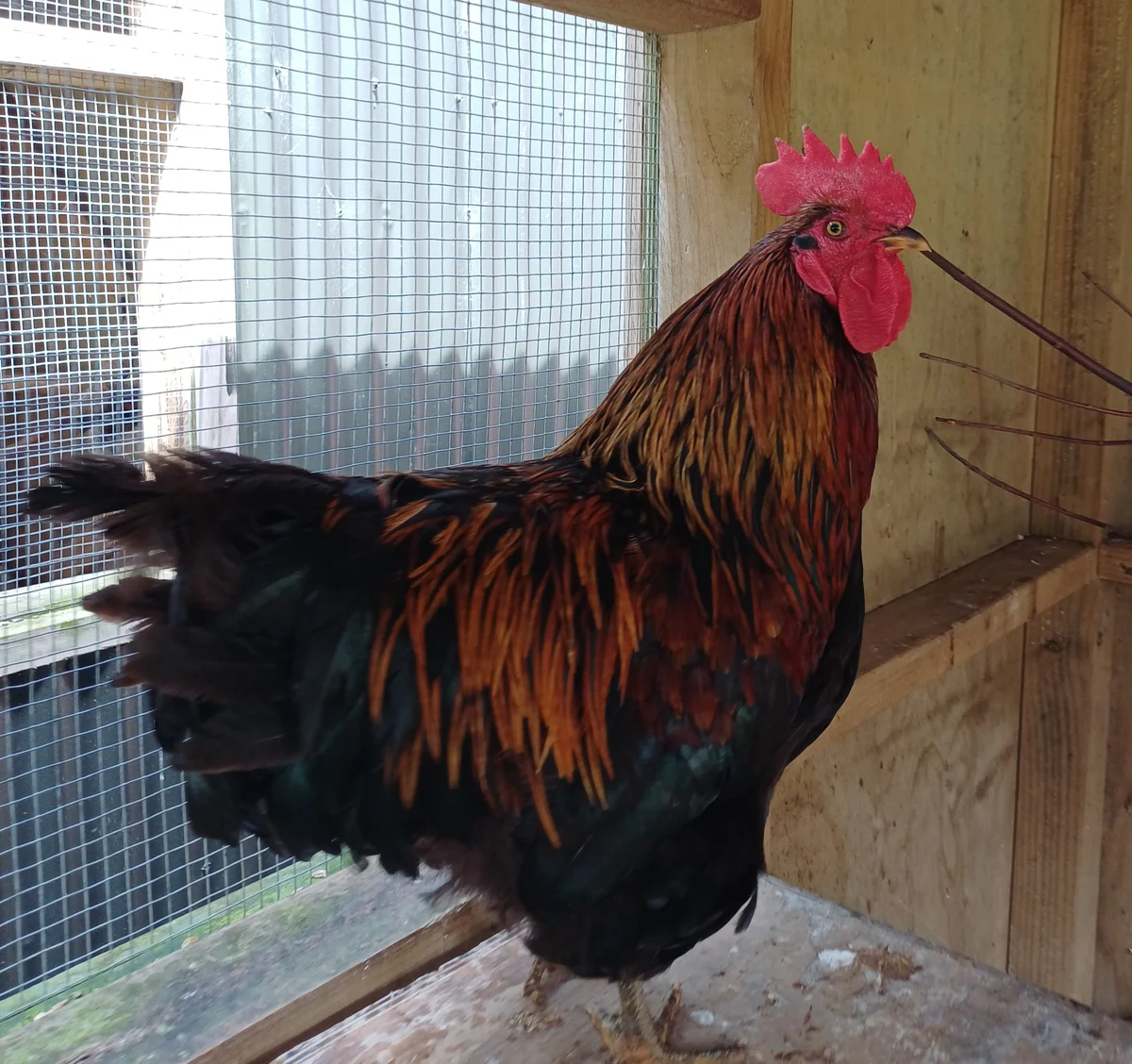 Gallery image: Tyranosaurus Pex