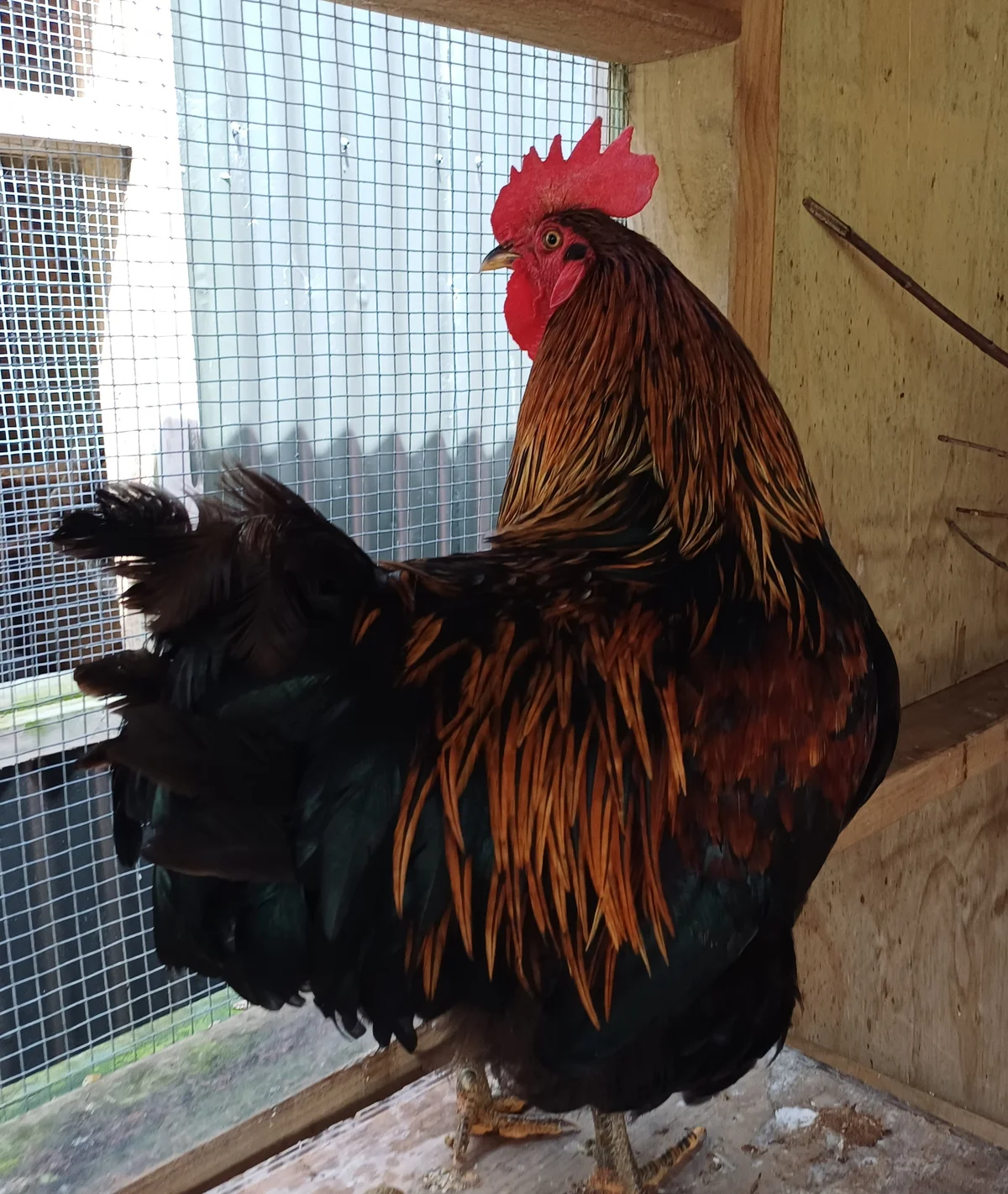 Gallery image: Tyranosaurus Pex