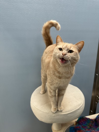 Ginger - Domestic Short Hair