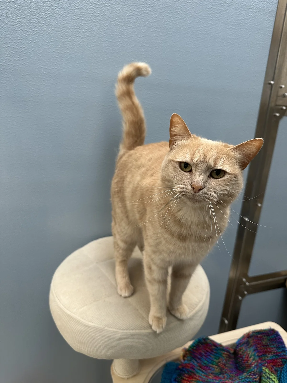 Gallery image: Ginger