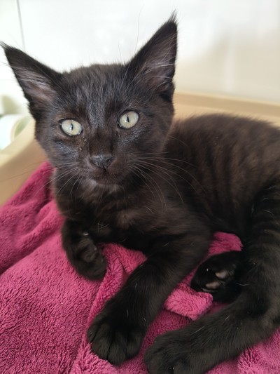 Dexter - Domestic Short Hair