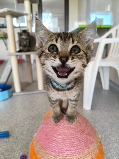 Loki - Domestic Short Hair