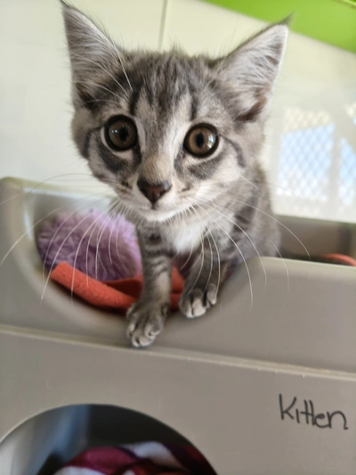 Sassy - Domestic Short Hair