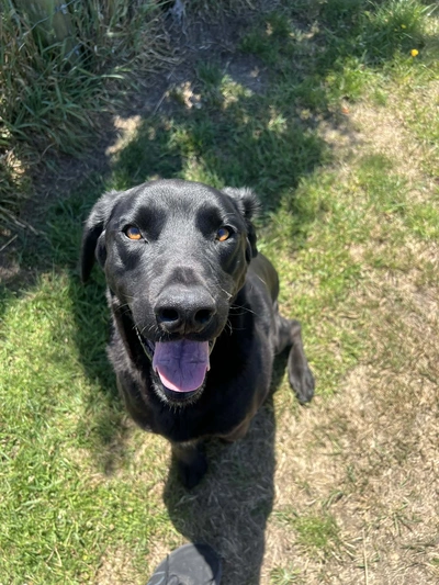Zorro - English Springer Spaniel
