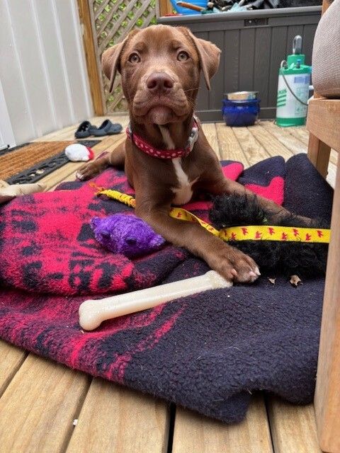 Gallery image: Fennel