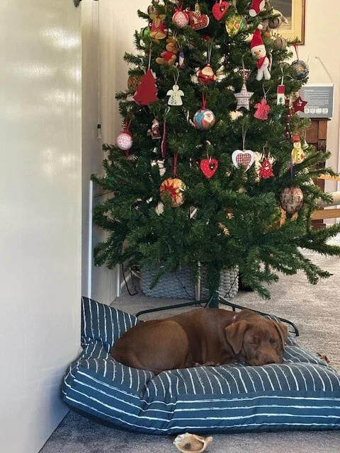 Gallery image: Fennel