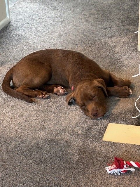 Gallery image: Fennel