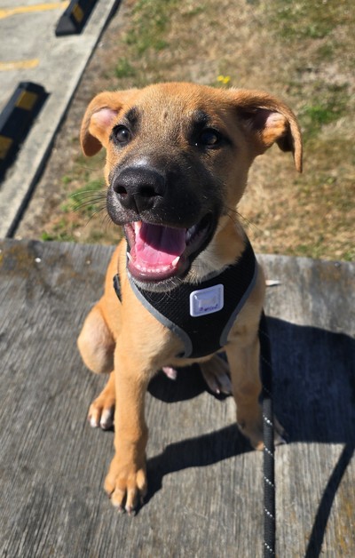 Banksy - Medium Cross Breed