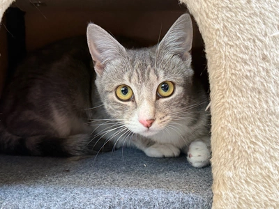 Storm - Domestic Short Hair