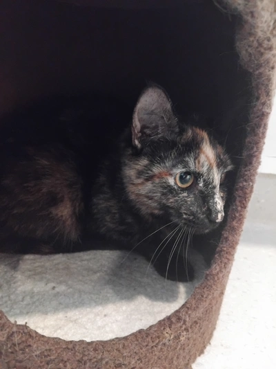 Abigail - Domestic Short Hair