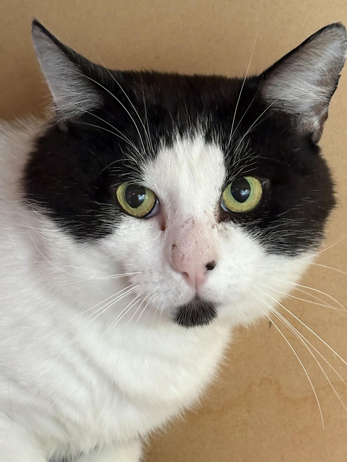 Gallery image: Henry