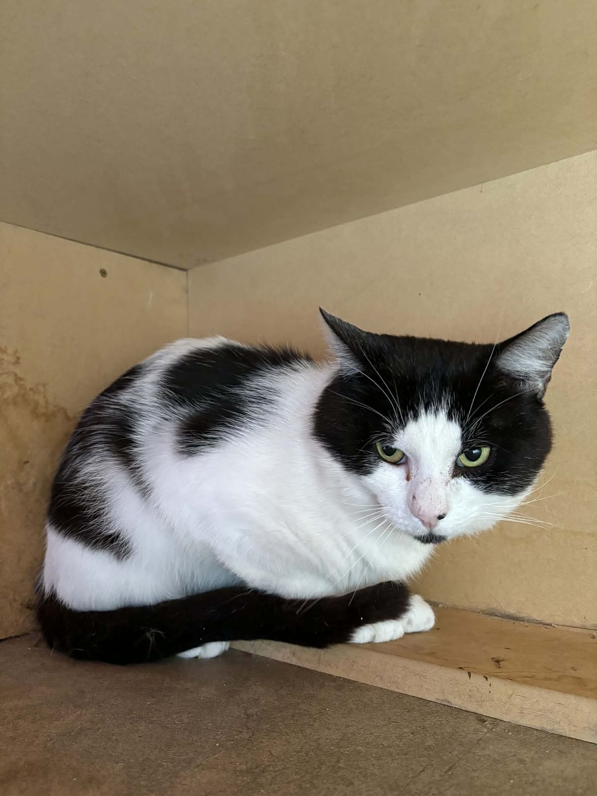 Gallery image: Henry