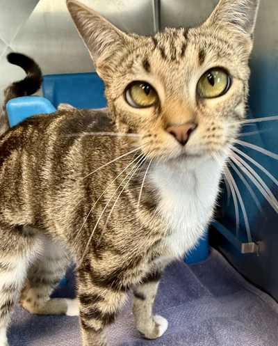 Cleo - Domestic Short Hair