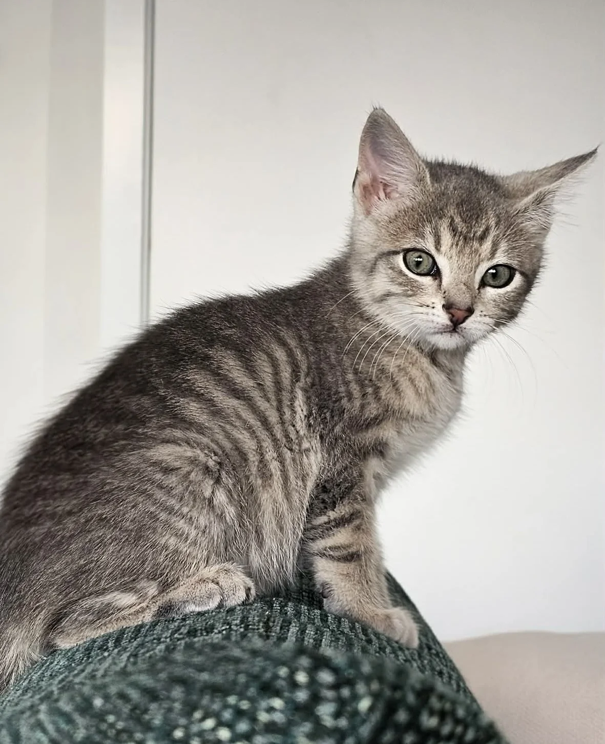 Gallery image: Taylah