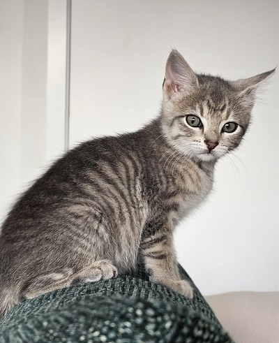 Taylah - Domestic Short Hair