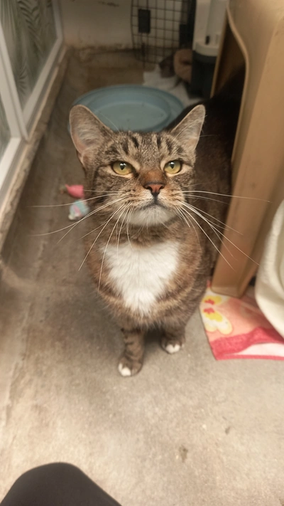 Annie - Domestic Short Hair