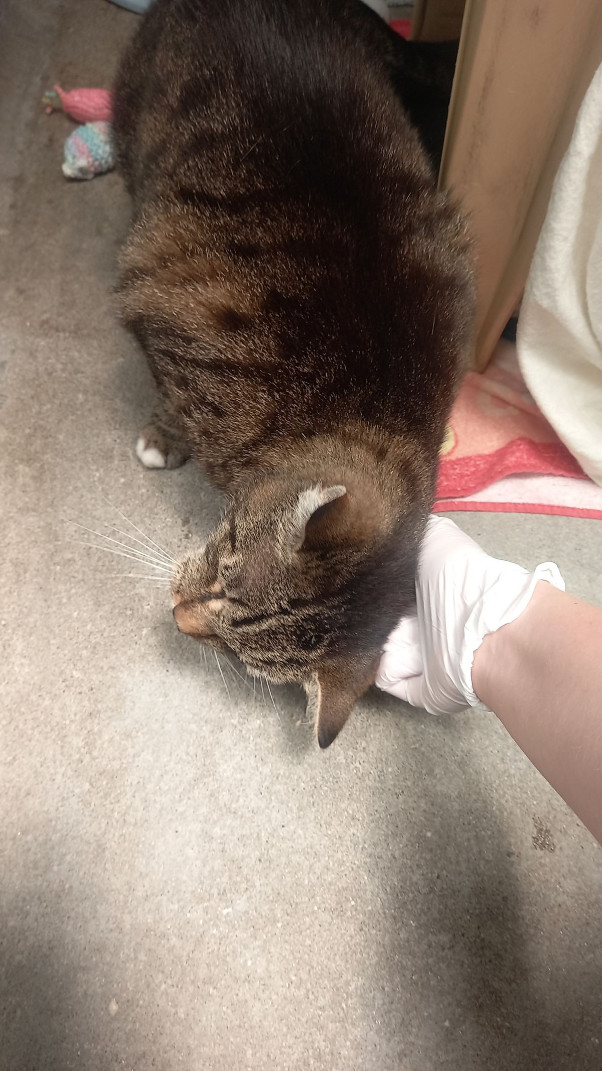 Gallery image: Annie