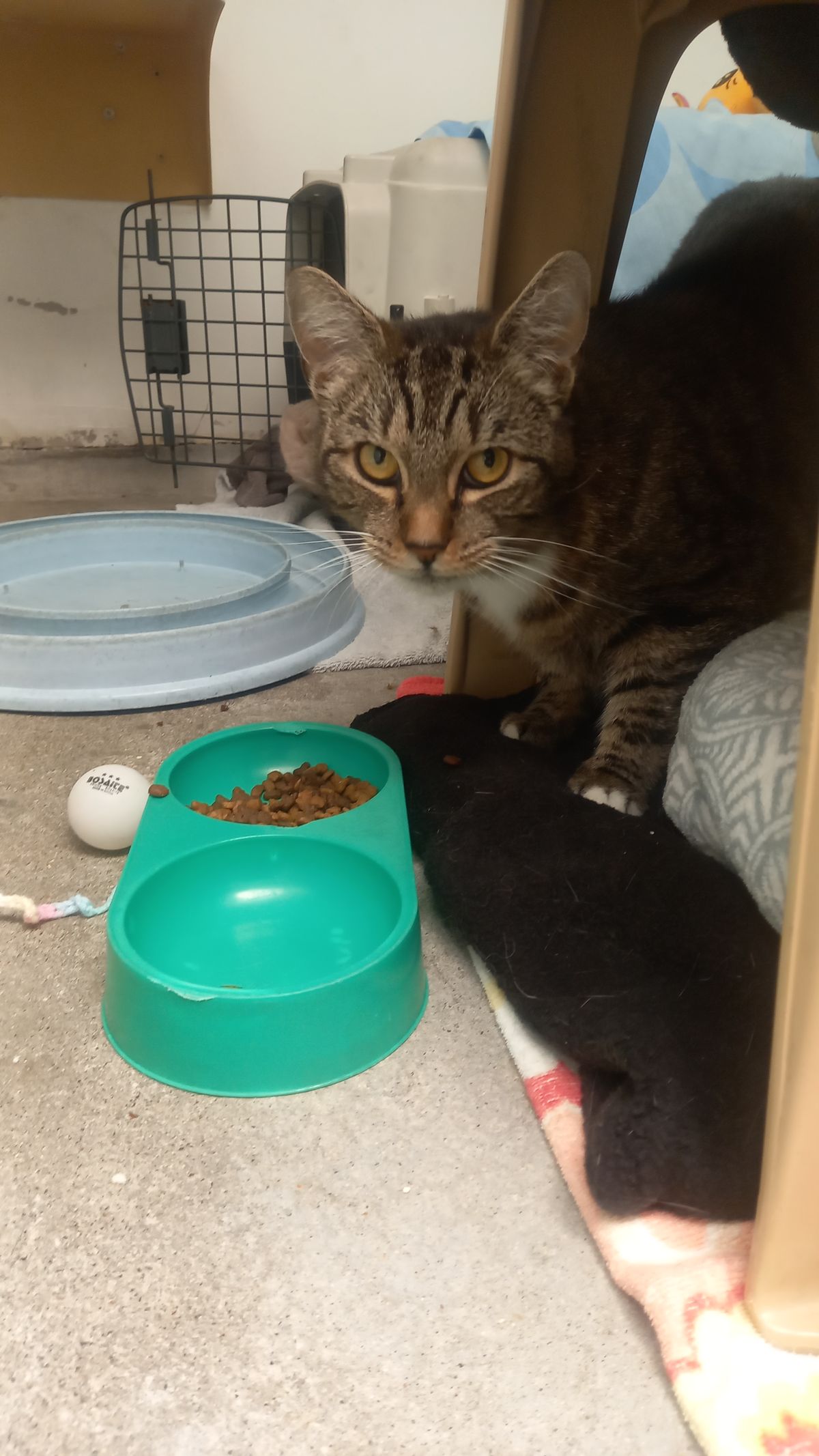 Gallery image: Annie