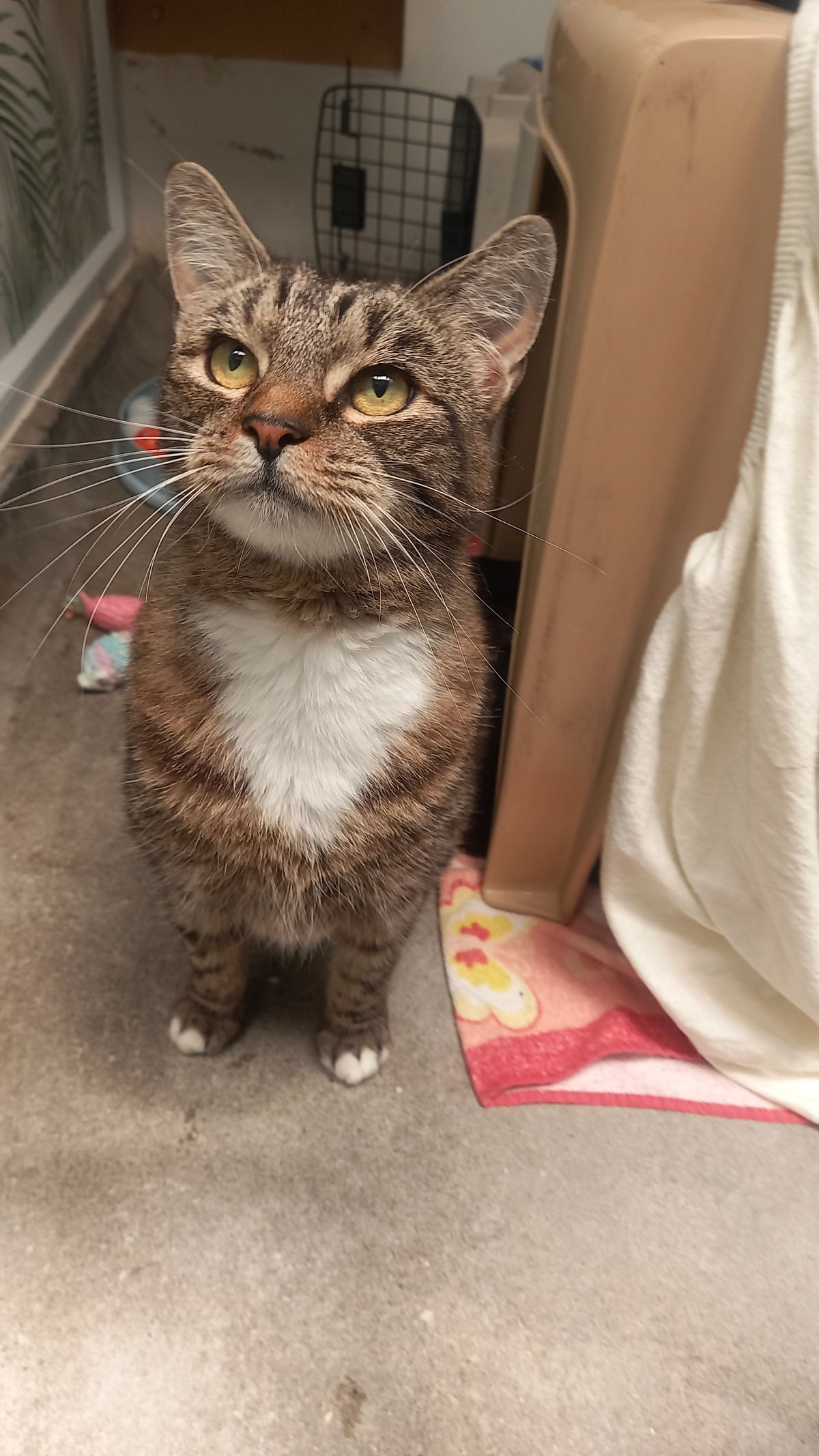 Gallery image: Annie