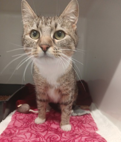 Aquarius - Domestic Short Hair