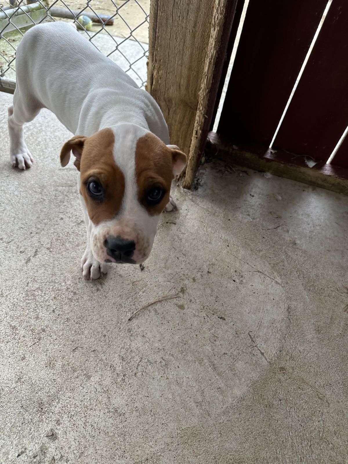 Gallery image: Barley