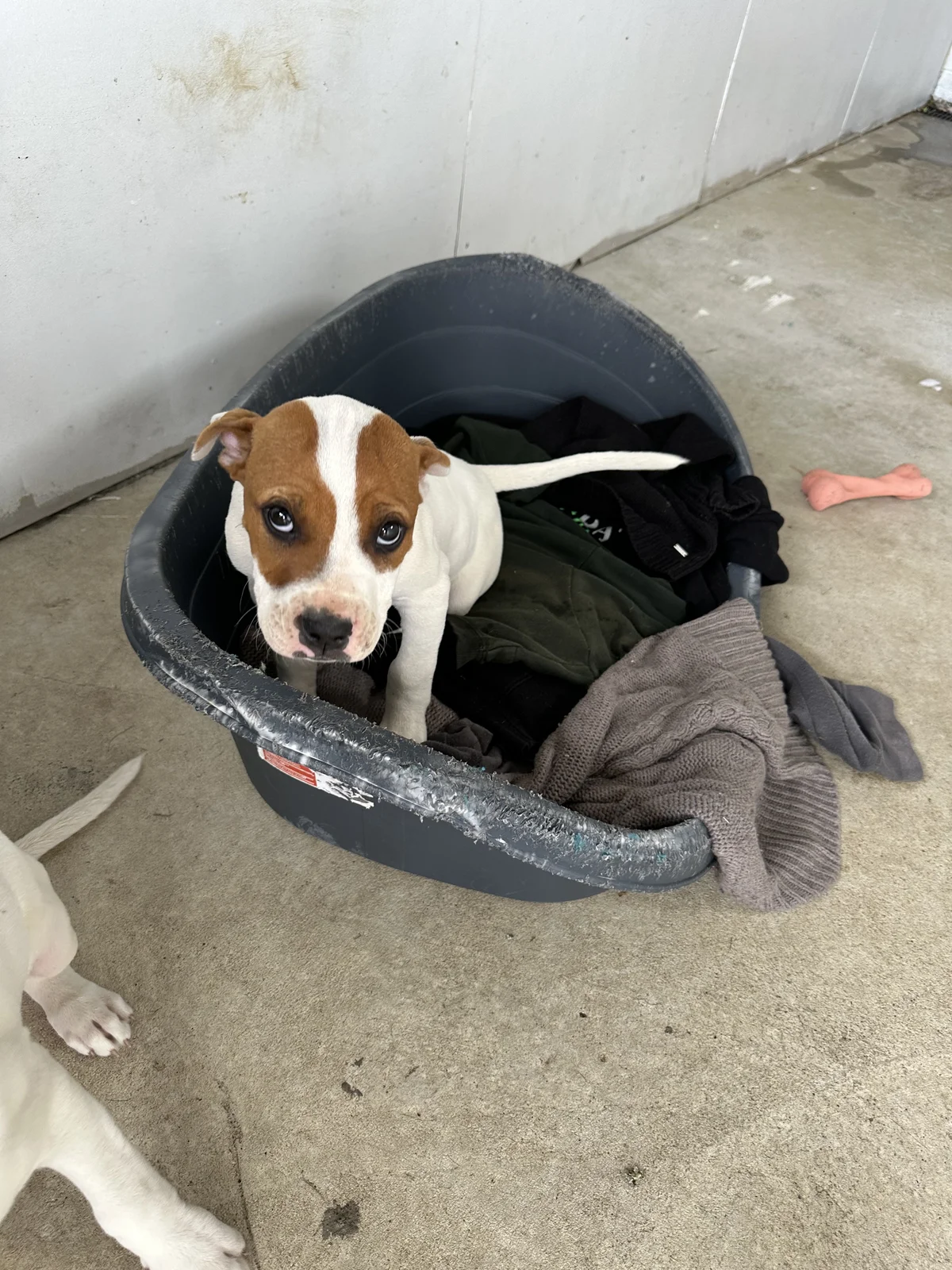 Gallery image: Barley