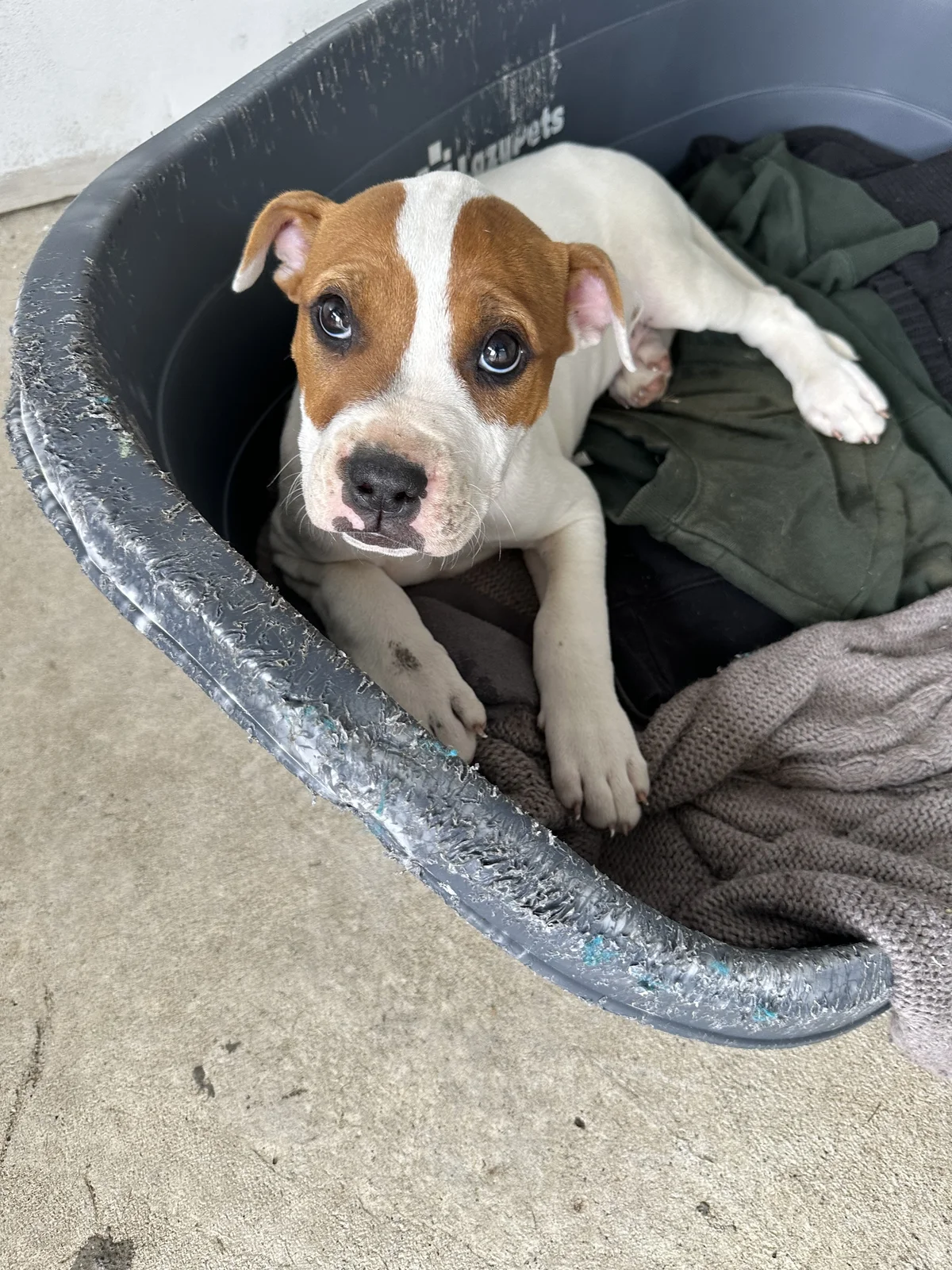 Gallery image: Barley